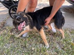 Found/Stray Male Dog last seen Taranto dr and Darwin, Austin, TX 78729
