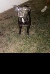 Found/Stray Male Dog last seen Anza Ave / Lomita / sepulveda blvd, Torrance, CA 90503