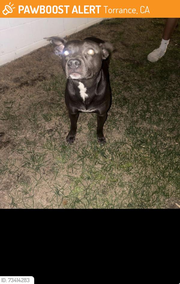 Found/Stray Male Dog last seen Anza Ave / Lomita / sepulveda blvd, Torrance, CA 90503