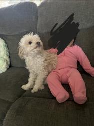 Reunited Female Dog last seen Near 27th St E, Lancaster, CA 93535, USA, Lancaster, CA 93535