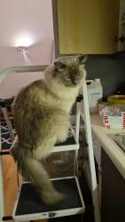 Reunited Male Cat last seen St Margaret's, Broadwater, England SG2 8RQ