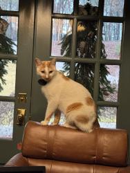 Reunited Male Cat last seen Old Mill Road, Cartersville, GA 30120