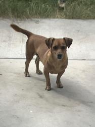 Lost Male Dog last seen tropicana and mountain vista, Las Vegas, NV 89121