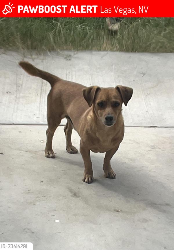 Lost Male Dog last seen tropicana and mountain vista, Las Vegas, NV 89121