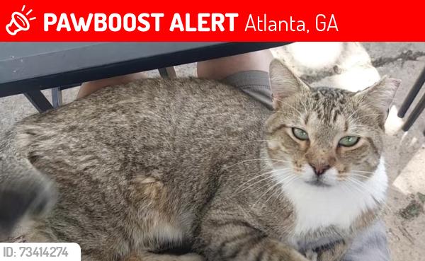 Lost Male Cat last seen Near Forsyth St SW Atlanta, GA 30303 United States, Atlanta, GA 30303