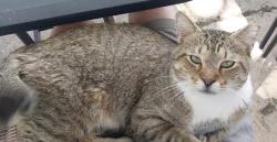 Lost Male Cat last seen Near Forsyth St SW Atlanta, GA 30303 United States, Atlanta, GA 30303