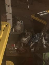Found/Stray Unknown Cat last seen Partridge ln, Oceanside, CA 92054