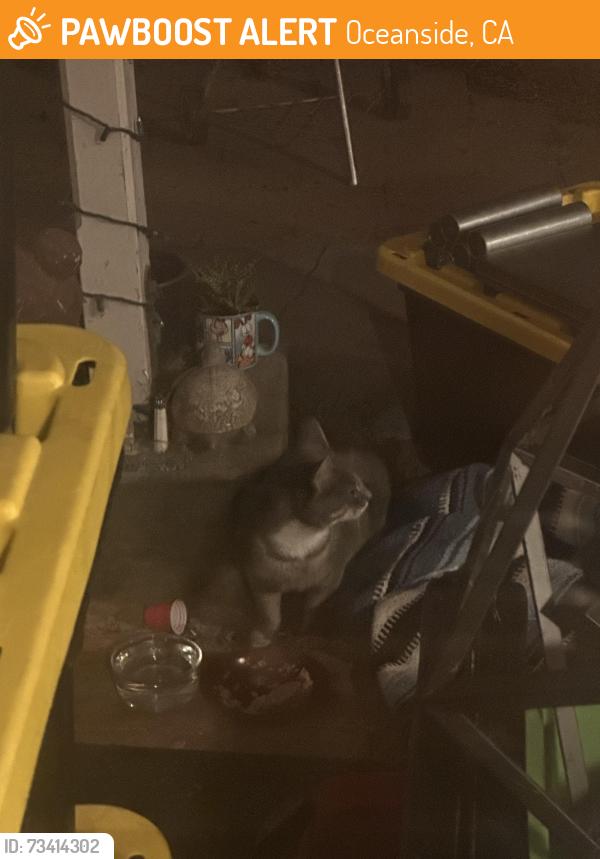 Found/Stray Unknown Cat last seen Partridge ln, Oceanside, CA 92054