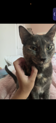 Lost Female Cat last seen Near cropside trail, Bradenton, FL 34211