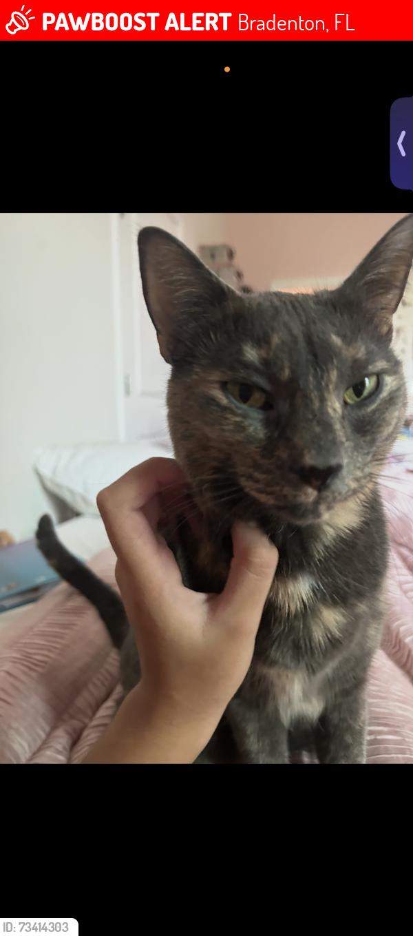 Lost Female Cat last seen Near cropside trail, Bradenton, FL 34211