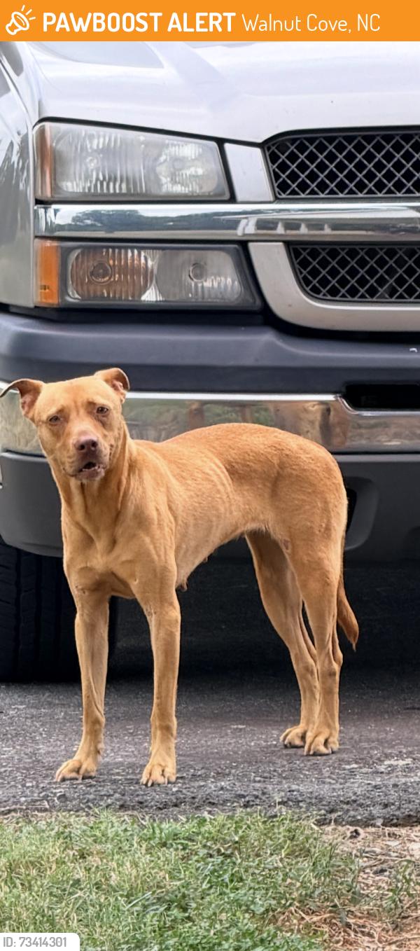 Found/Stray Female Dog last seen Pine Hall & Tucker Road, Walnut Cove, NC 27052