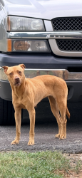 Found/Stray Female Dog last seen Pine Hall & Tucker Road, Walnut Cove, NC 27052