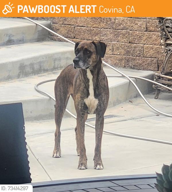 Found/Stray Unknown Dog last seen Jalapa Drive & Ranch Los Nogales, Covina, CA 91724