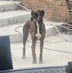 Found/Stray Unknown Dog last seen Jalapa Drive & Ranch Los Nogales, Covina, CA 91724
