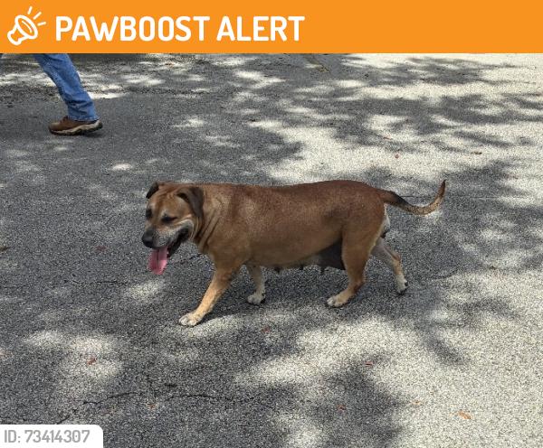 Found/Stray Female Dog last seen Near southwest 256 st, Miami-Dade County, FL 33031