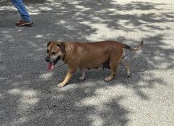Found/Stray Female Dog last seen Near southwest 256 st, Miami-Dade County, FL 33031