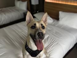 Found/Stray Female Dog last seen Brooklyn avenue and pearl rd, Cleveland, OH 44109