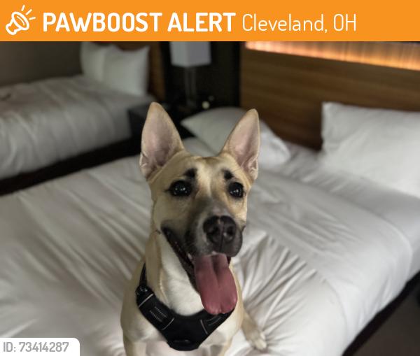 Found/Stray Female Dog last seen Brooklyn avenue and pearl rd, Cleveland, OH 44109