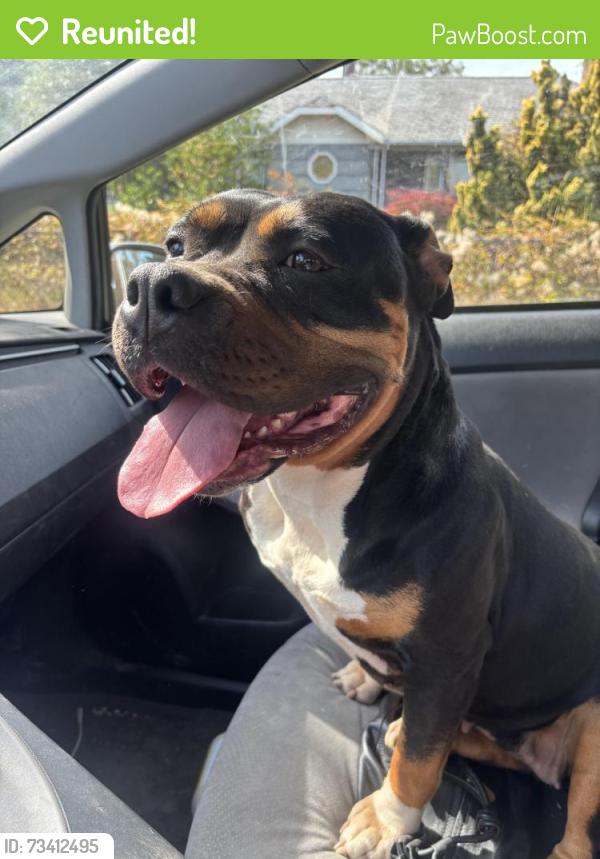 Reunited Female Dog last seen SE 62nd Ave and SE Tenino St., Portland, OR 97206