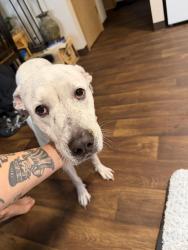 Found/Stray Male Dog last seen division, Portland, OR 97216
