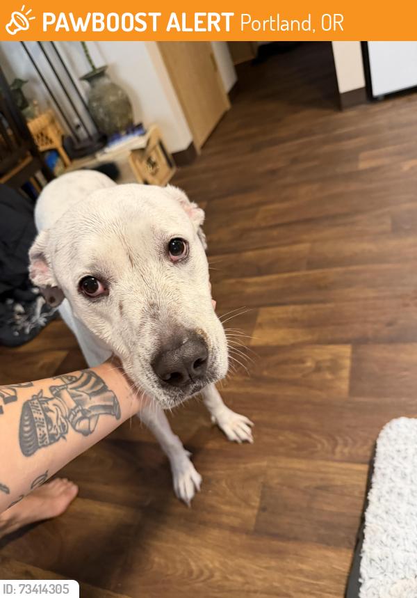 Found/Stray Male Dog last seen division, Portland, OR 97216