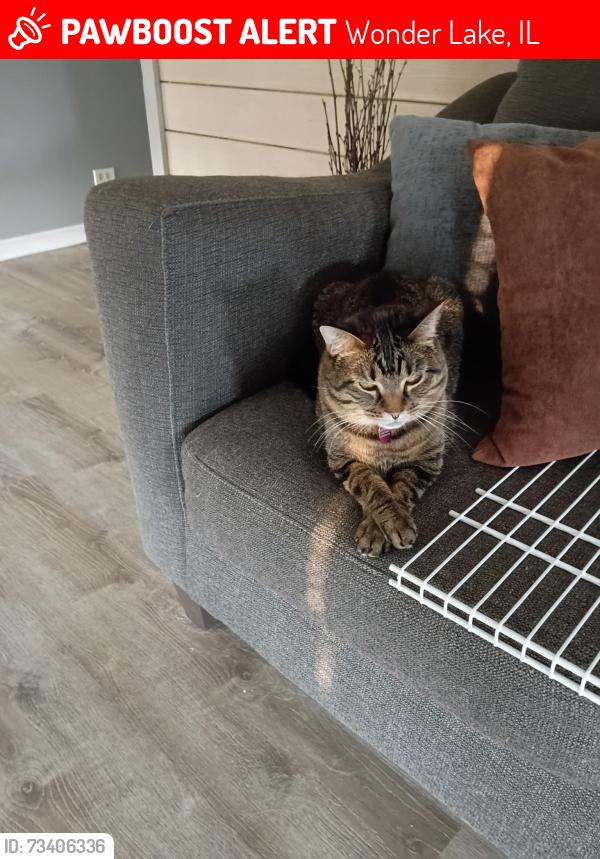 Lost Female Cat last seen WONDER WOODS AREA, Wonder Lake, IL 60097