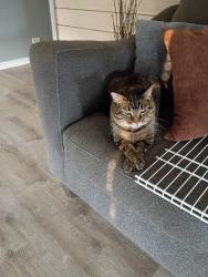 Lost Female Cat last seen WONDER WOODS AREA, Wonder Lake, IL 60097