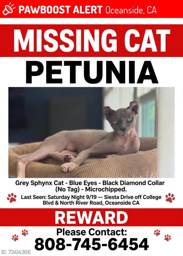 Lost Female Cat last seen Siesta drive and Redondo, Oceanside, CA 92057