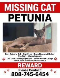 Lost Female Cat last seen Siesta drive and Redondo, Oceanside, CA 92057