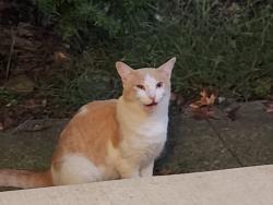 Found/Stray Unknown Cat last seen Wiltshire and State, North Royalton, OH 44133