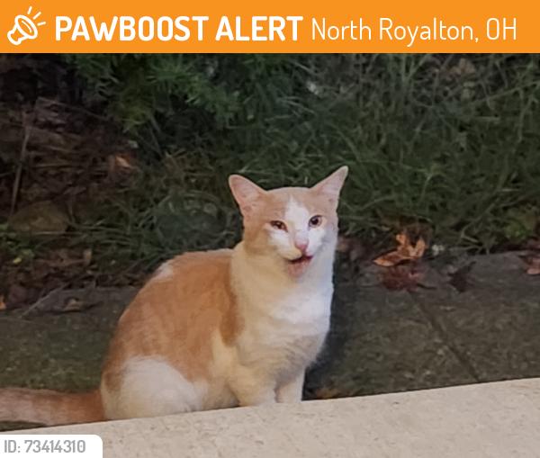 Found/Stray Unknown Cat last seen Wiltshire and State, North Royalton, OH 44133
