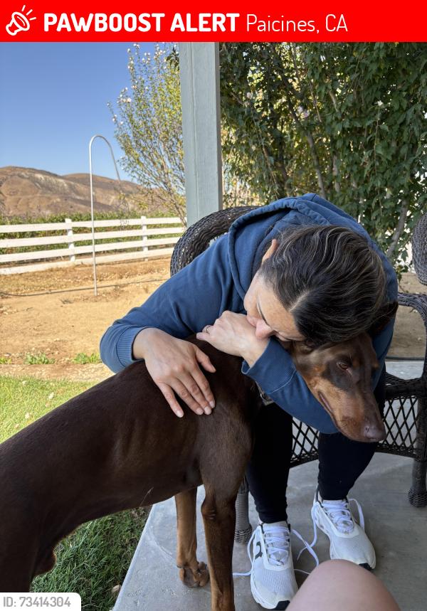 Lost Male Dog last seen Near Murphy Road, Paicines, CA 95043