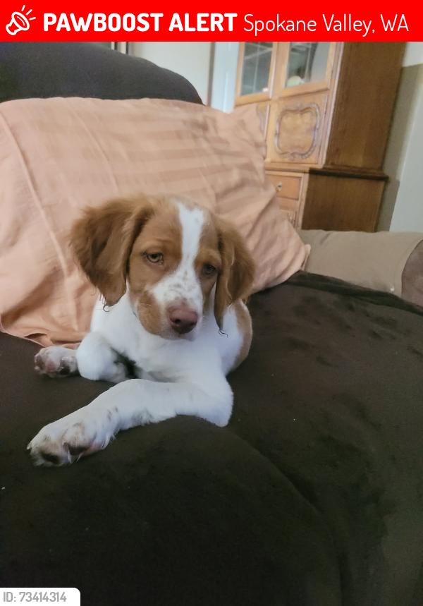 Lost Male Dog last seen Cross country track, Spokane Valley, WA 99016