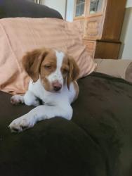 Lost Male Dog last seen Cross country track, Spokane Valley, WA 99016