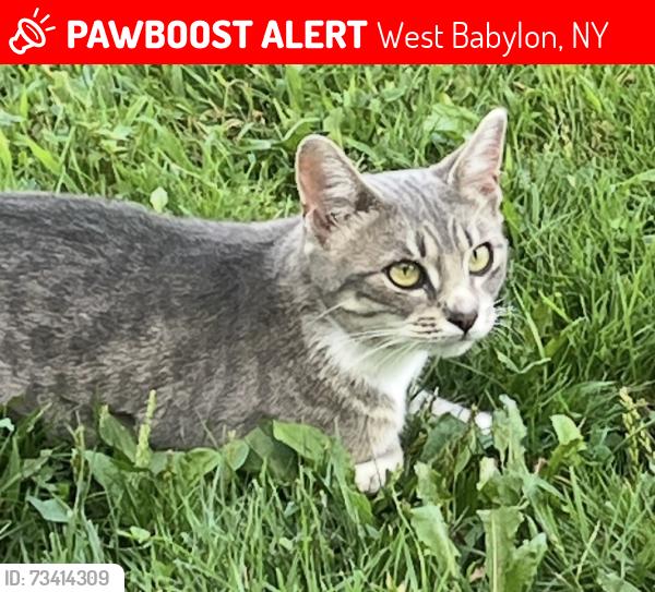 Lost Female Cat last seen Elmwood Ave & Ave B, West Babylon, NY 11704