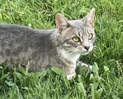 Lost Female Cat last seen Elmwood Ave & Ave B, West Babylon, NY 11704