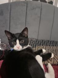 Lost Male Cat last seen McDonald's on st albans road, Hertfordshire, England WD24 6QW