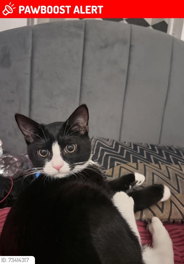 Lost Male Cat last seen McDonald's on st albans road, Hertfordshire, England WD24 6QW