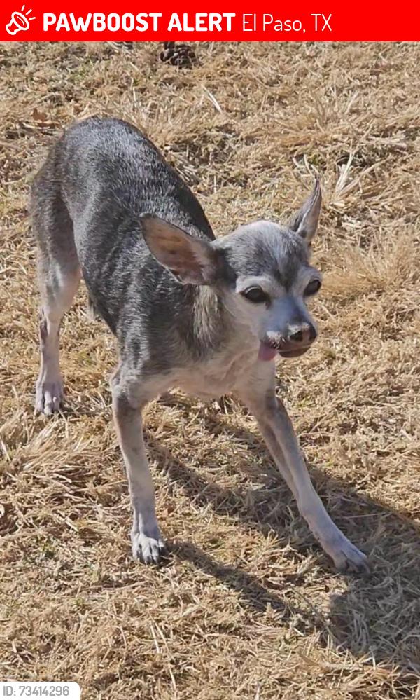 Lost Female Dog last seen SPRINGWOOD AND JANWAY, El Paso, TX 79925