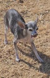 Lost Female Dog last seen SPRINGWOOD AND JANWAY, El Paso, TX 79925