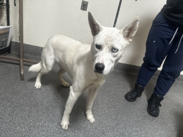 Shelter Stray Male Dog last seen , 3201 Lacy St, Los Angeles, CA 90031, USA