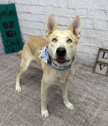 Shelter Stray Male Dog last seen Near BLOCK BRUSH ST DETROIT, MI 48202, 1431 E Ferry St, Detroit, MI 48211, USA