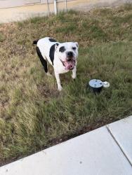 Found/Stray Male Dog last seen Marbella neighborhood, San Antonio, TX 78224