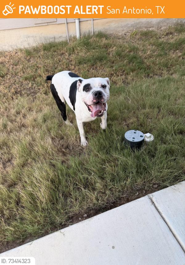 Found/Stray Male Dog last seen Marbella neighborhood, San Antonio, TX 78224