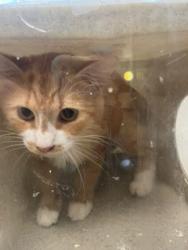 Shelter Stray Male Cat last seen BURLINGTON AC, 221 Stone Quarry Rd, Burlington, NC 27217, USA