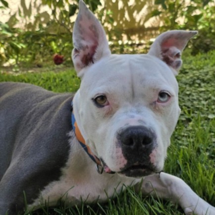 Shelter Stray Female Dog last seen , 14409 Vanowen St, Van Nuys, CA 91405, USA