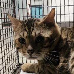 Shelter Stray Male Cat last seen , West Valley Animal Shelter, 20655 Plummer St, Chatsworth, CA 91311, USA