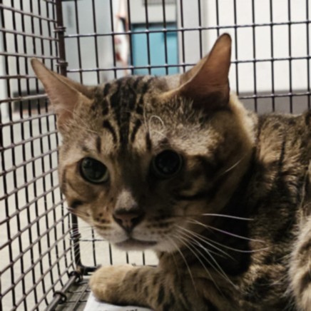 Shelter Stray Male Cat last seen , West Valley Animal Shelter, 20655 Plummer St, Chatsworth, CA 91311, USA