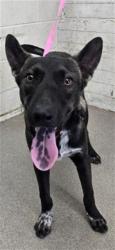 Shelter Stray Male Dog last seen 7TH X M ST, 333 Chandler Pl, San Bernardino, CA 92408, USA