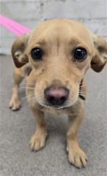 Shelter Stray Female Dog last seen 7TH X M ST, 333 Chandler Pl, San Bernardino, CA 92408, USA